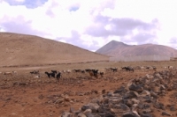 Goats in the stone desert of Fuerteventura