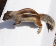 Chipmunk in protected landscape