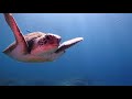 World Championship of Underwater Video - Tenerife 2019 <br />4th Rank