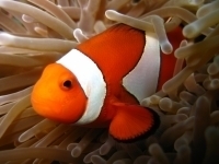 Clown fish