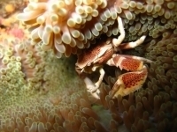 Crab macro