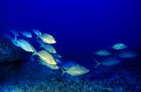 Group of Snapper