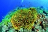 CMAS supports the Coral Reef Initiative