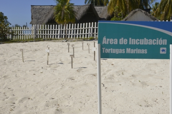 incubation area sea turtles