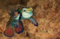 Mandarin fish