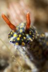 Nudi