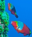 Parrotfishes