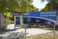 rescue center for sea turtles