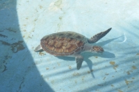 sea turtle one year old