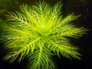 Featherfoil - aquatic plant of the year 2021 in Germany, Austria & Switzerland