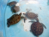 Turtle Kindergarten - nursery school