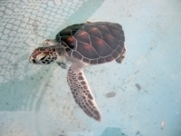 Turtle one year old